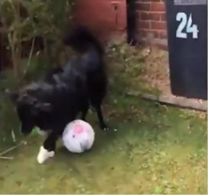 El este câinele care adoră să joace fotbal cu poştaşul