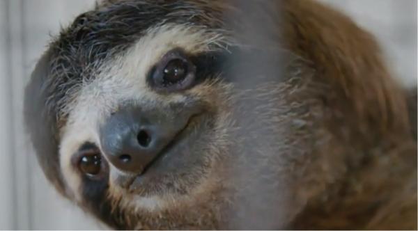 Refugiu spectaculos al leneșilor din Costa Rica