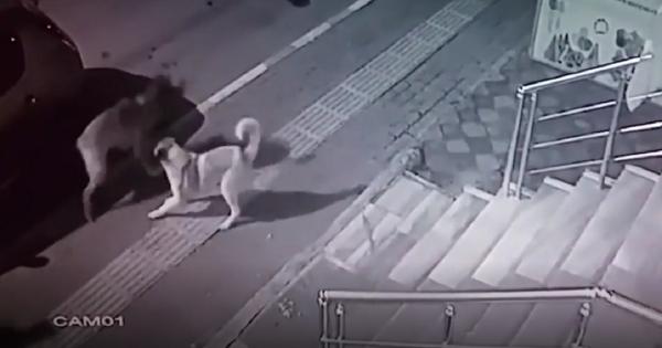 O pisică maidaneză din Turcia a pus pe fugă o haită de câini (Video)