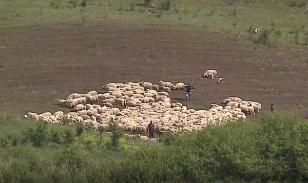 60 de oi, păzite de câini ciobăneşti, au fost omorâte de urşi, pe câmp (Video)