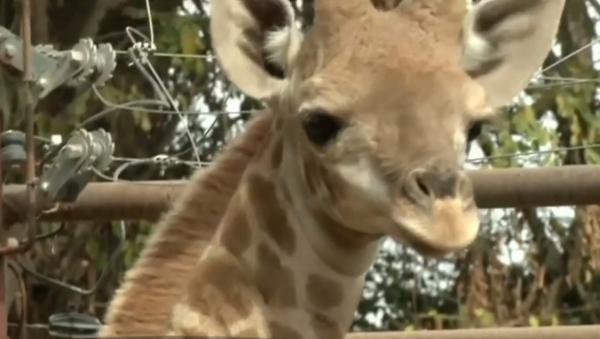 Un pui de girafă, vedeta grădinii zoologice din Santiago de Chile