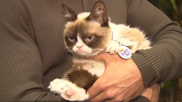 Faimoasa pisică Grumpy Cat a murit. A lăsat o avere de peste 100 de milioane de dolari