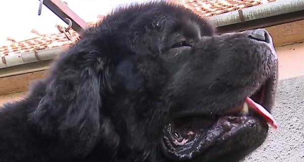 Câinii din rasa Terranova sau "Uriaşii blânzi" sunt pasiunea vieţii unui mureşean (Video)