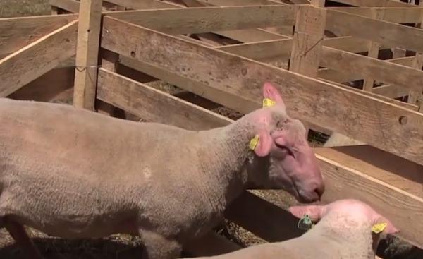 Francezii, interesați de oile românești. O delegaţie a venit special să viziteze mai multe ferme din Dobrogea