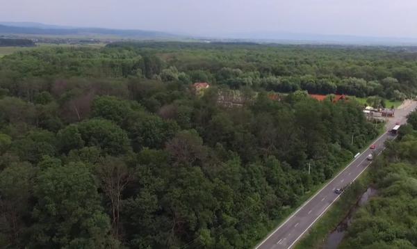 O pădure din Braşov este pe cale de dispariţie din cauza castorilor (Video)