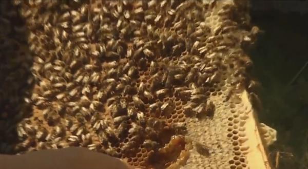 Mierea de tei, speranța apicultorilor, după ce sezonul de salcâm a fost afectat de vreme