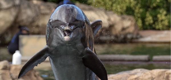 Specialiștii fac recesământul delfinilor din Marea Neagră
