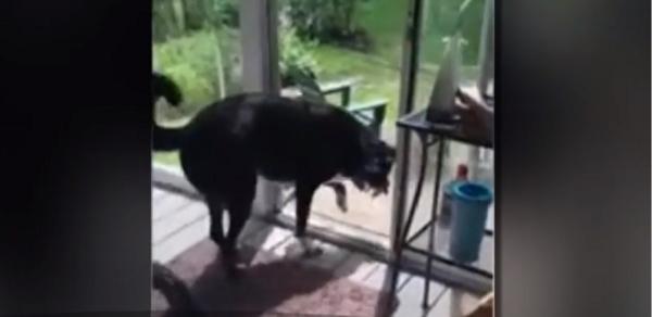 Câine surprins în timp ce ajută o vrăbiuță să evadeze