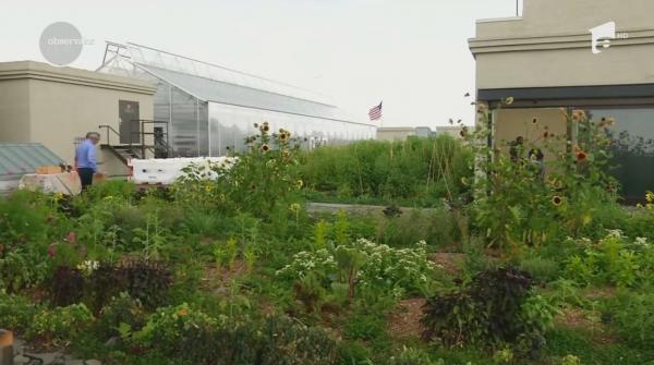 Grădină ecologică pe acoperișul unui bloc din New York