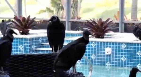 Zeci de vulturi negri au invadat locuinţa unei familii din Florida