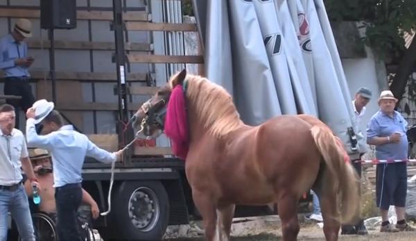 Sute de cai la Concursul Național Ecvestru din Băile 1 Mai din Bihor