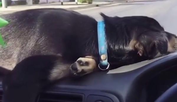 Un câine a adormit lângă stăpânul său, pe bordul maşinii (Video viral)