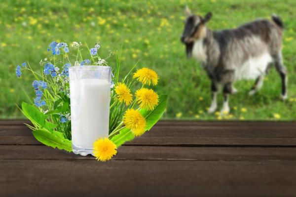 Laptele de capră, mai sănătos, dar mai scump, nu are succes în România
