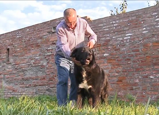 Cei mai frumoşi câini din lume s-au întrecut la cea mai mare expoziţie canină din România