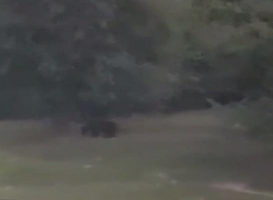 Un urs flămând a băgat spaima în localnicii unei localităţi din Bistriţa Năsăud