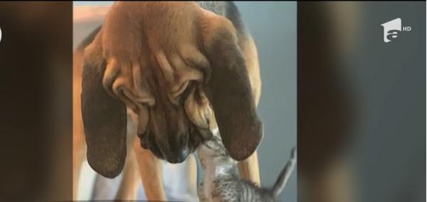 Prietenie pe viaţă între un câine uriaş şi un pui de pisică (Video)