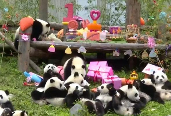 Cum sunt antrenați urşii panda gigant pentru sălbăticie, în China
