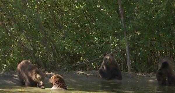 Libertate pentru două ursoaice de circ, aduse la Rezervaţia de la Zărneşti
