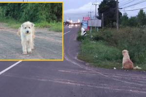Un câine pierdut a așteptat 4 ani în același loc reuniunea cu stăpânii săi (Video)