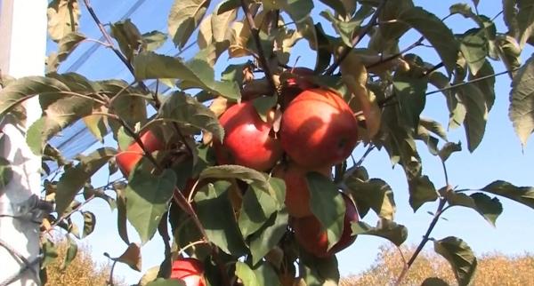 Evelina, mărul de lux care se pregăteşte să intre pe piaţa din România