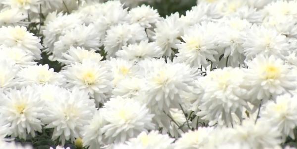 Un student din Cluj-Napoca a reuşit să cloneze crizanteme. Cum arată plantele şi ce preţ au