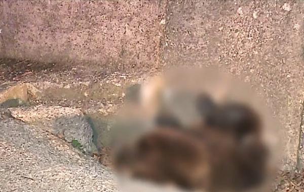 Încă un urs lovit în plin, în Mureș. Animalul a fost transportat la zoo