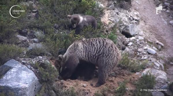 Urșii în hibernare încurcă programul de Revelion al televiziunii poloneze