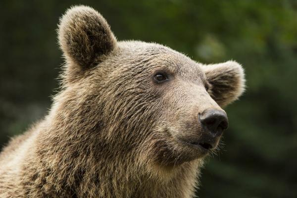 Vânătorii au primit "undă verde" pentru împuşcarea urşilor consideraţi agresivi