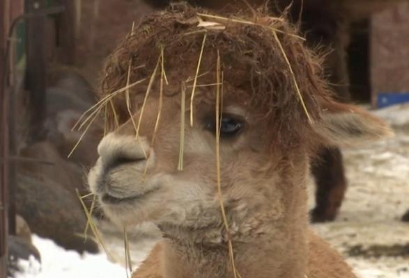 Terapia cu alpaca a devenit tot mai populară în Rusia