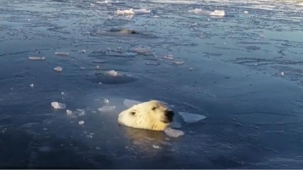 Doi urşi polari au devenit vedetele internetului graţie curiozităţii lor (Video)
