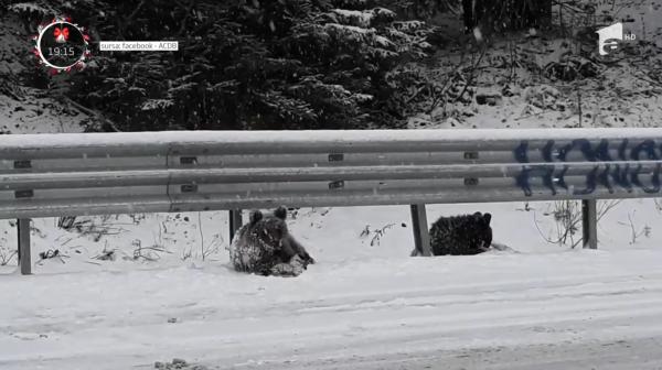 Doi pui de urs, filmați când se joacă în zăpadă, în Vrancea