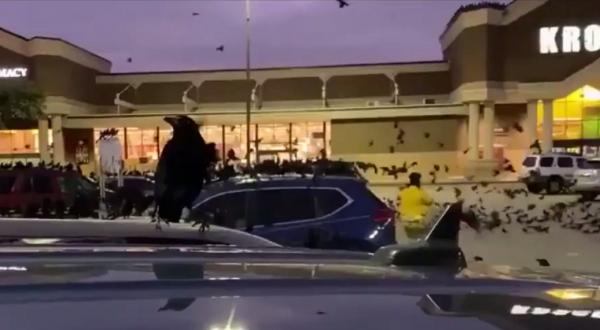 Parcare de supermarket, invadată de mii de păsări, în Houston