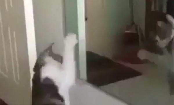 În lipsa unui ring de box, o pisică se luptă cu propria reflexie mai ceva ca Rocky