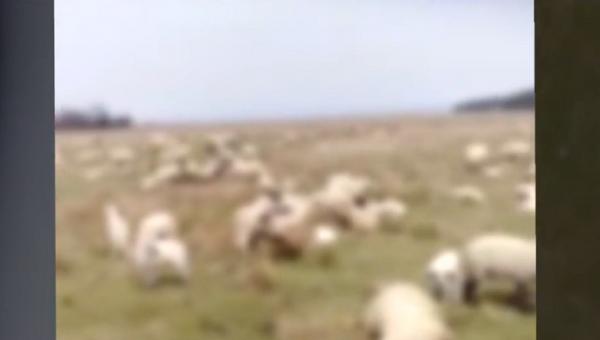 Turmă de oi otrăvită în Caraş Severin. 144 de animale au murit