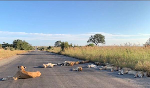 Leii au devenit regii şoselelor într-o rezervație din Africa de Sud (Video)