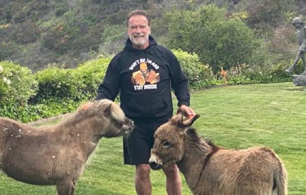 Arnold Schwarzenegger, întrerupt de animalele de companie în timpul unui interviu