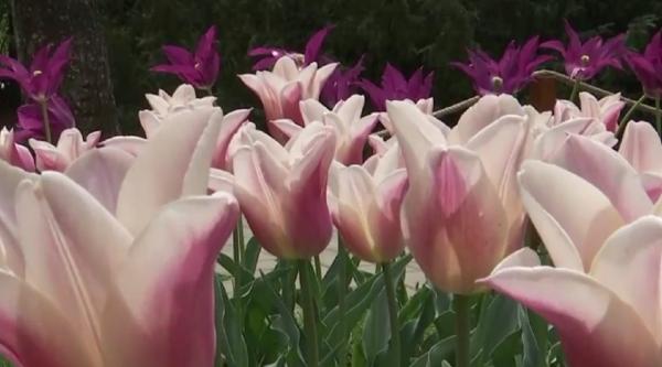 Parfumul florilor de la Gradina Botanica din Iași se mută în online