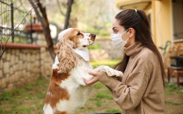 Câinii ar putea fi detectori eficienți de coronavirus