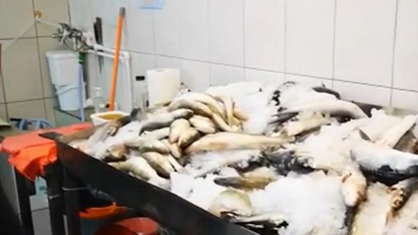 Peşte stricat în lăzi frigorifice, găsit într-o piaţă din Constanţa