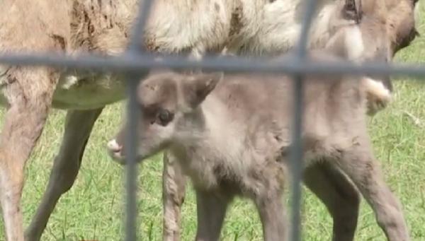 Primul pui de ren s-a născut în captivitate într-un sat din Braşov