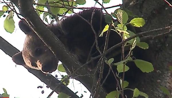 Pompierii au fost chemaţi să salveze un pui de urs cocoţat într-un copac, în Mureş