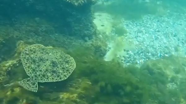 Căluți de mare și calcani filmați în apa limpede a Mării Negre, la Constanța (Video)