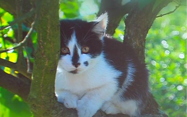 Pompierii din Botoşani au salvat cu greu o pisică dintr-un copac (Video)