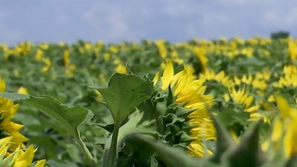 Culturile agricole din sudul României, salvate de seria lungă de ploi