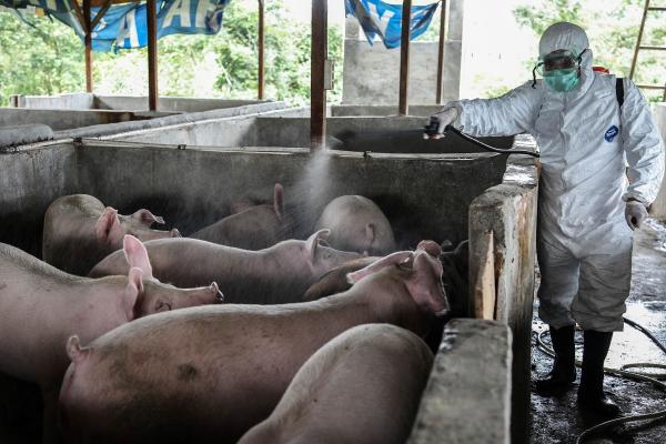 Specialiștii chinezi au descoperit o nouă formă a gripei porcine care ar putea afecta și oamenii