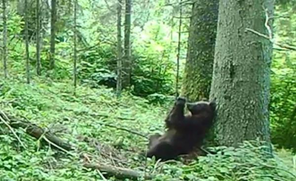 Un urs care are mișcări asemănătoare celebrului Baloo, din Cartea Junglei, filmat într-o pădure din Parcul Național Călimani (Video)