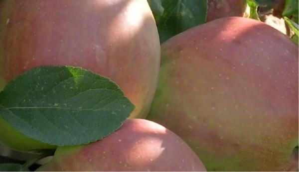 Agricultorii români se laudă cu producții record de mere și mure în acest an