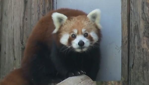 Peggy, un panda roşu de la Zoo Braşov, şi-a găsit perechea, adusă din Croaţia
