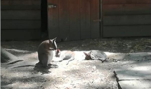 Doi dintre câinii care au ucis șase canguri, la Grădina Zoologică din Timișoara, au fost prinși