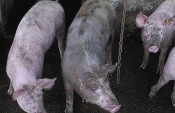 Pesta porcină africană continuă să se răspândească în România